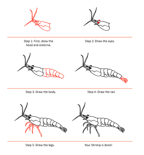 Dibujos de Camarón pequeño