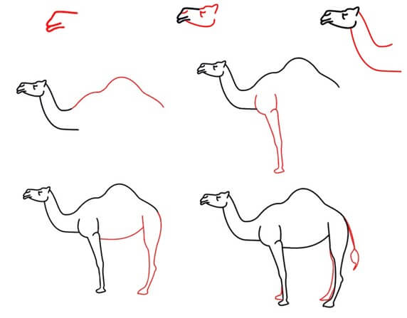 Dibujos de Camello con una joroba