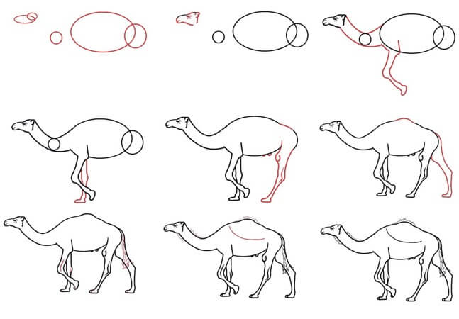 Dibujos de Camello realista sencillo
