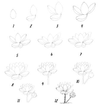 Dibujos de Flor de loto en flor