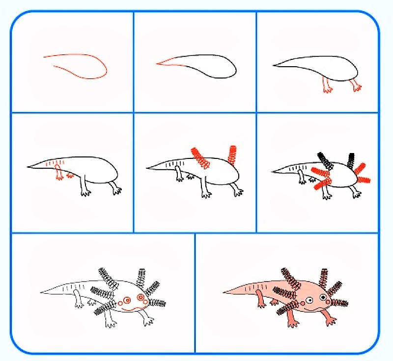 Dibujos de Ajolotes