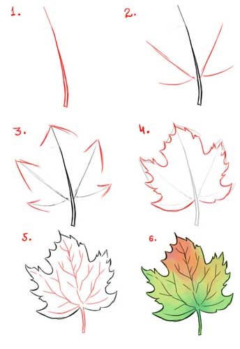 Dibujos de Hojas de Arce