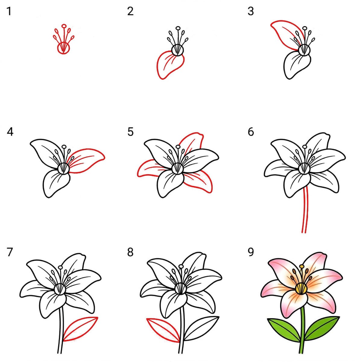 Dibujos de Lirio abierto
