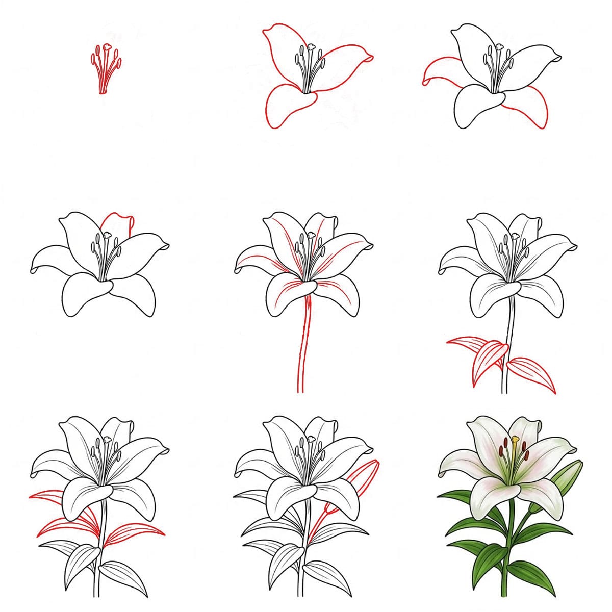 Dibujos de Lirio bebé