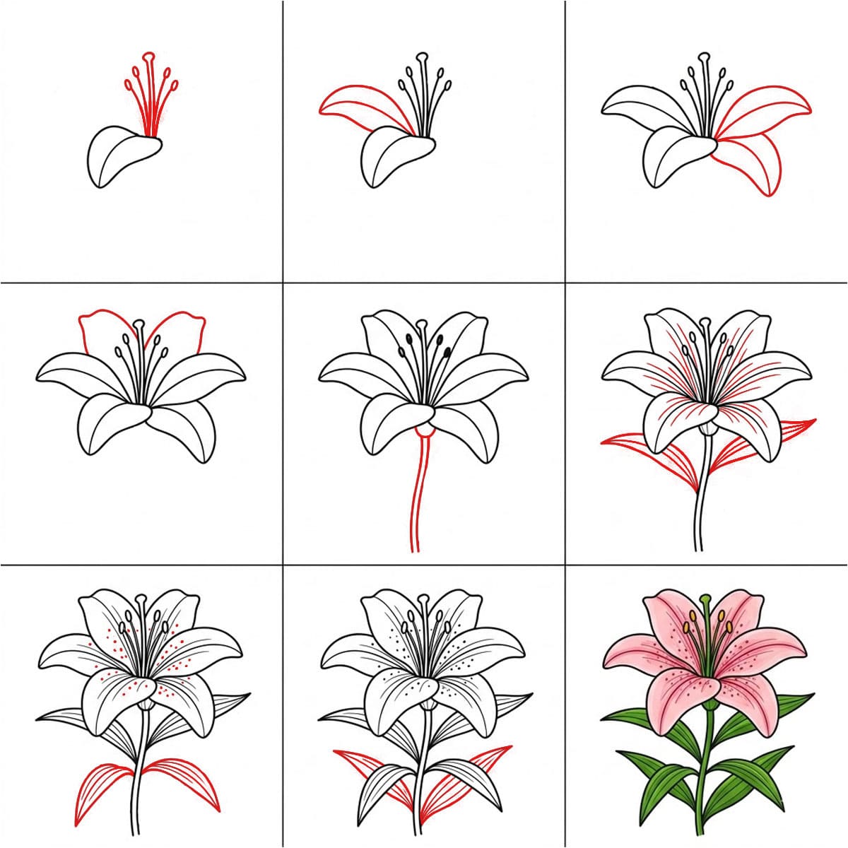 Dibujos de Lirio blanco