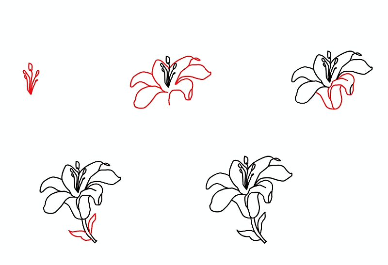 Dibujos de Lirio de jardín