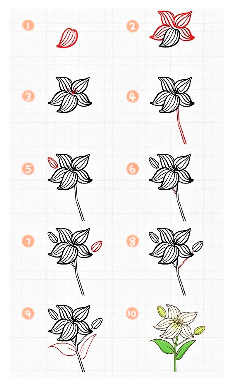 Dibujos de Lirio elegante