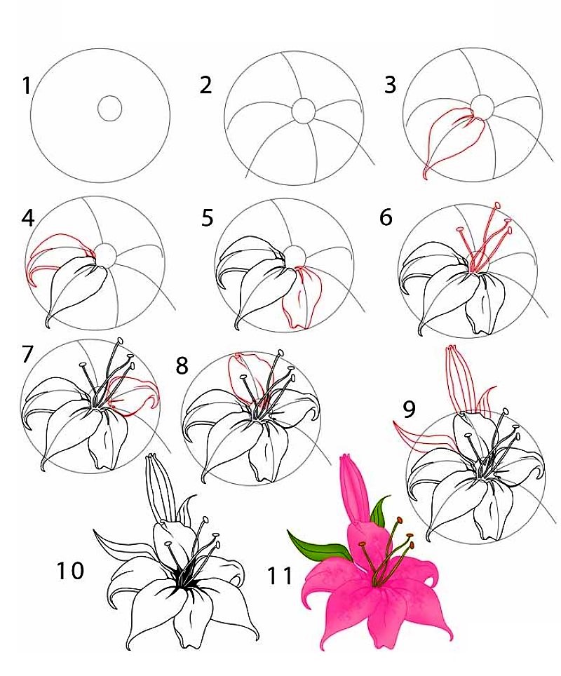 Dibujos de Lirio estilizado