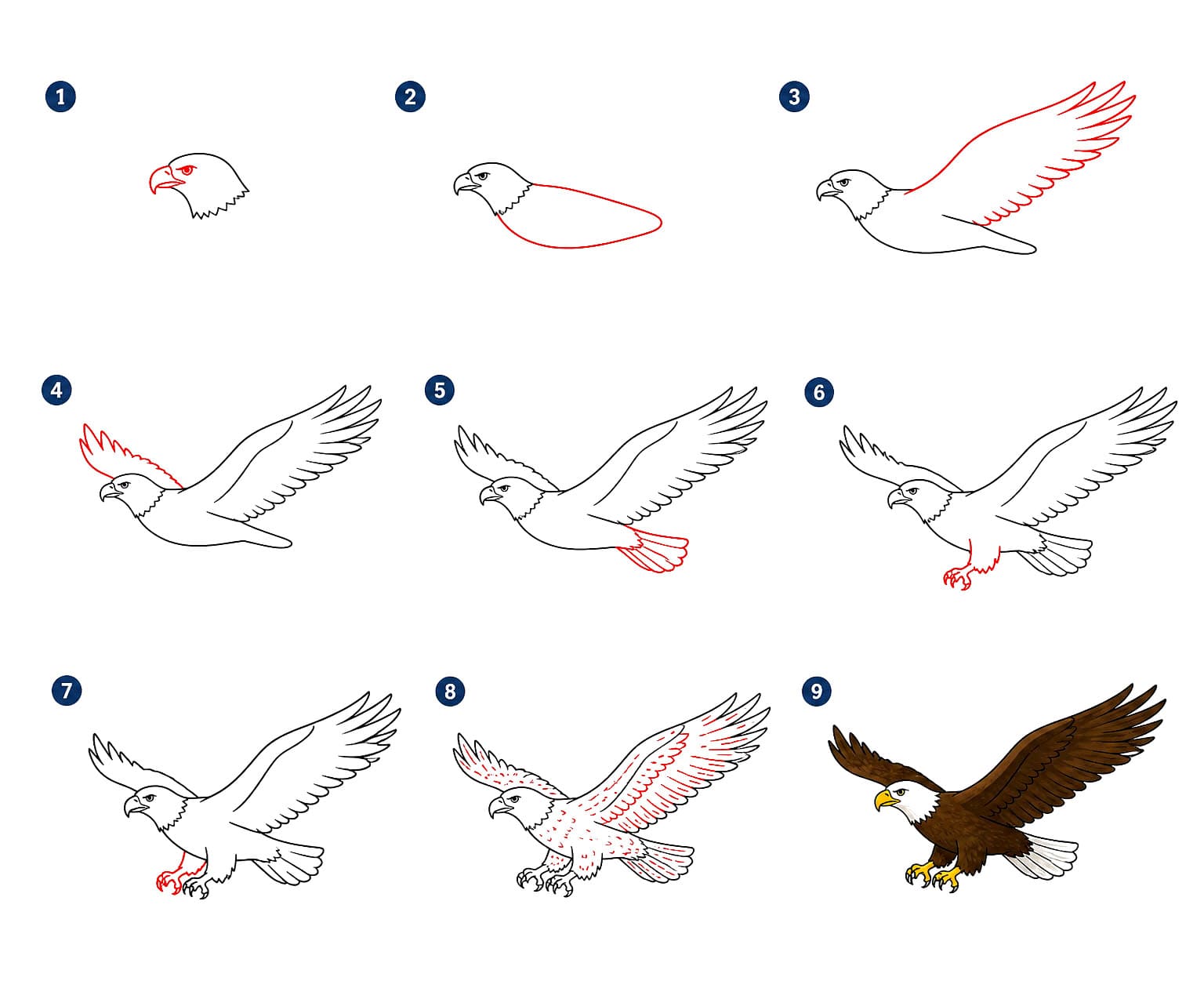 Dibujos de Águila gigante