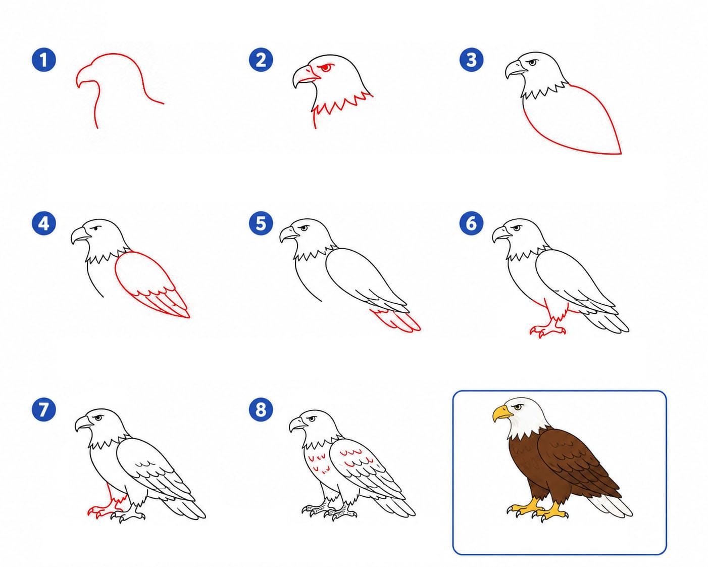 Dibujos de Águila real