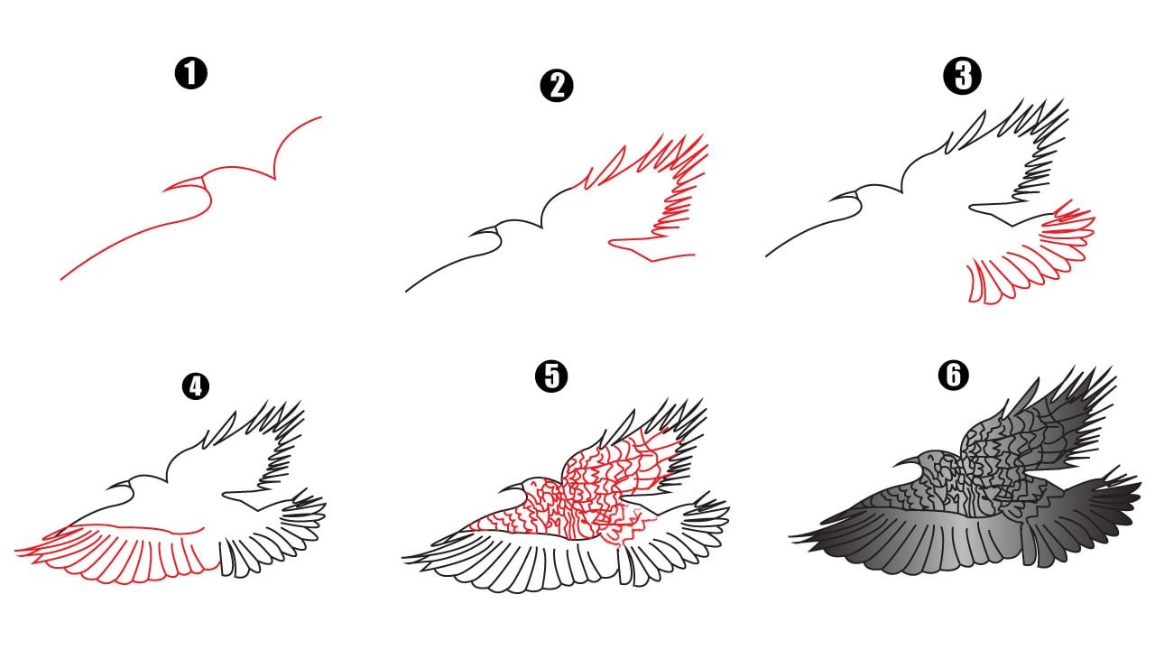 Dibujos de Águila detallada