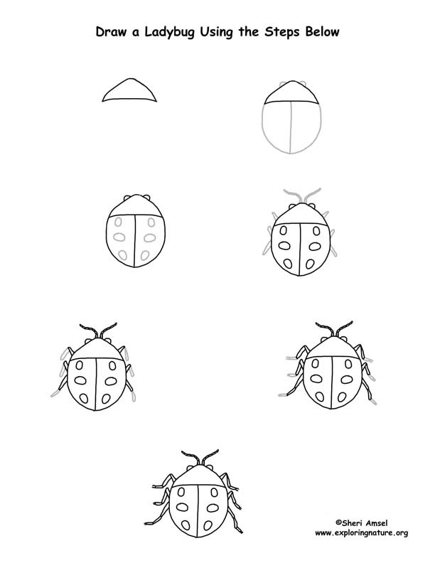 Dibujos de Mariquita dulce