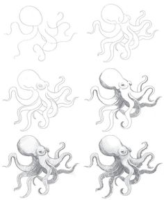Dibujos de Pulpo realista