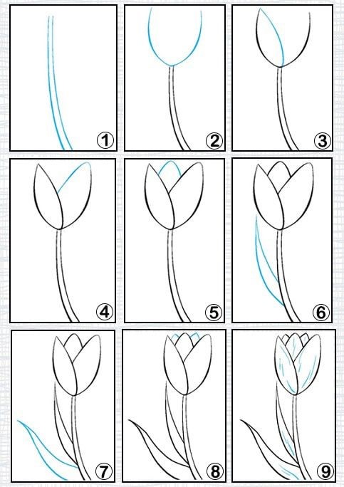 Dibujos de Un tulipán - Idea 9