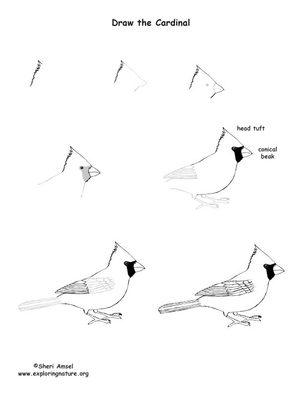 Dibujos de Cabeza de cardenal