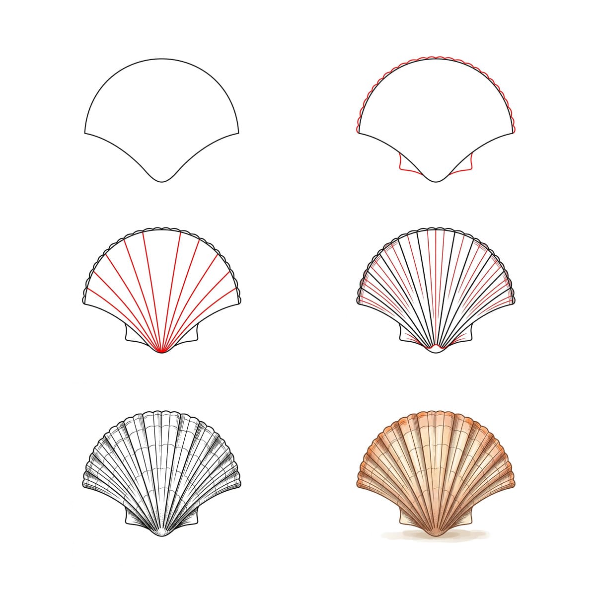 Dibujos de Caracol marino