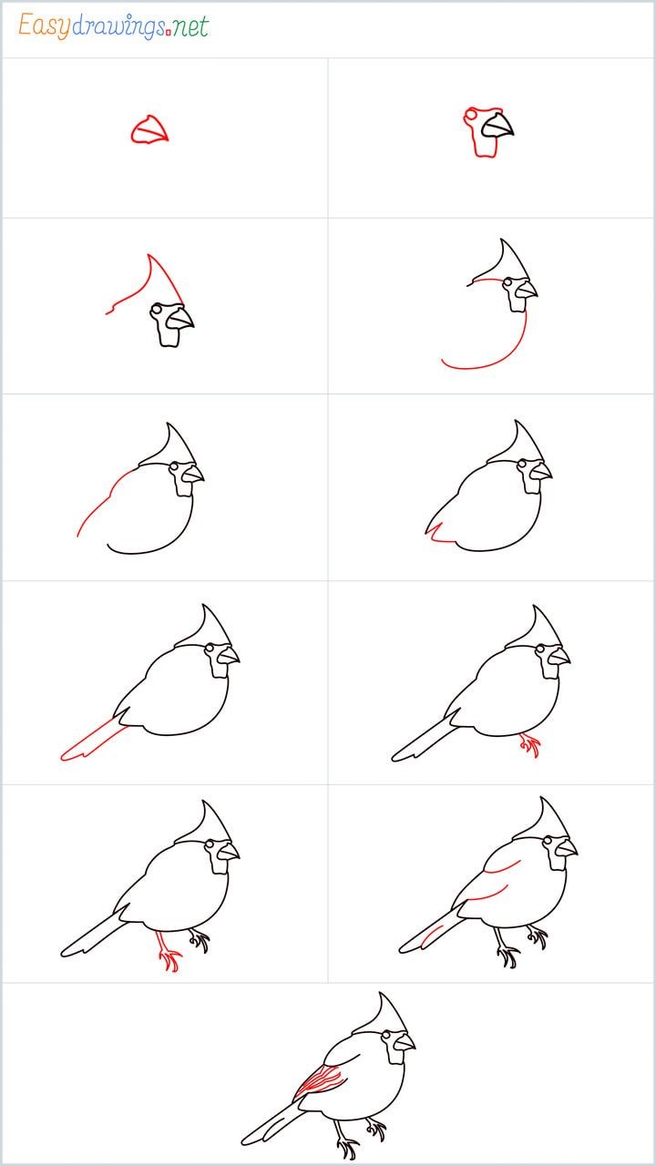 Dibujos de Cardenal adorable