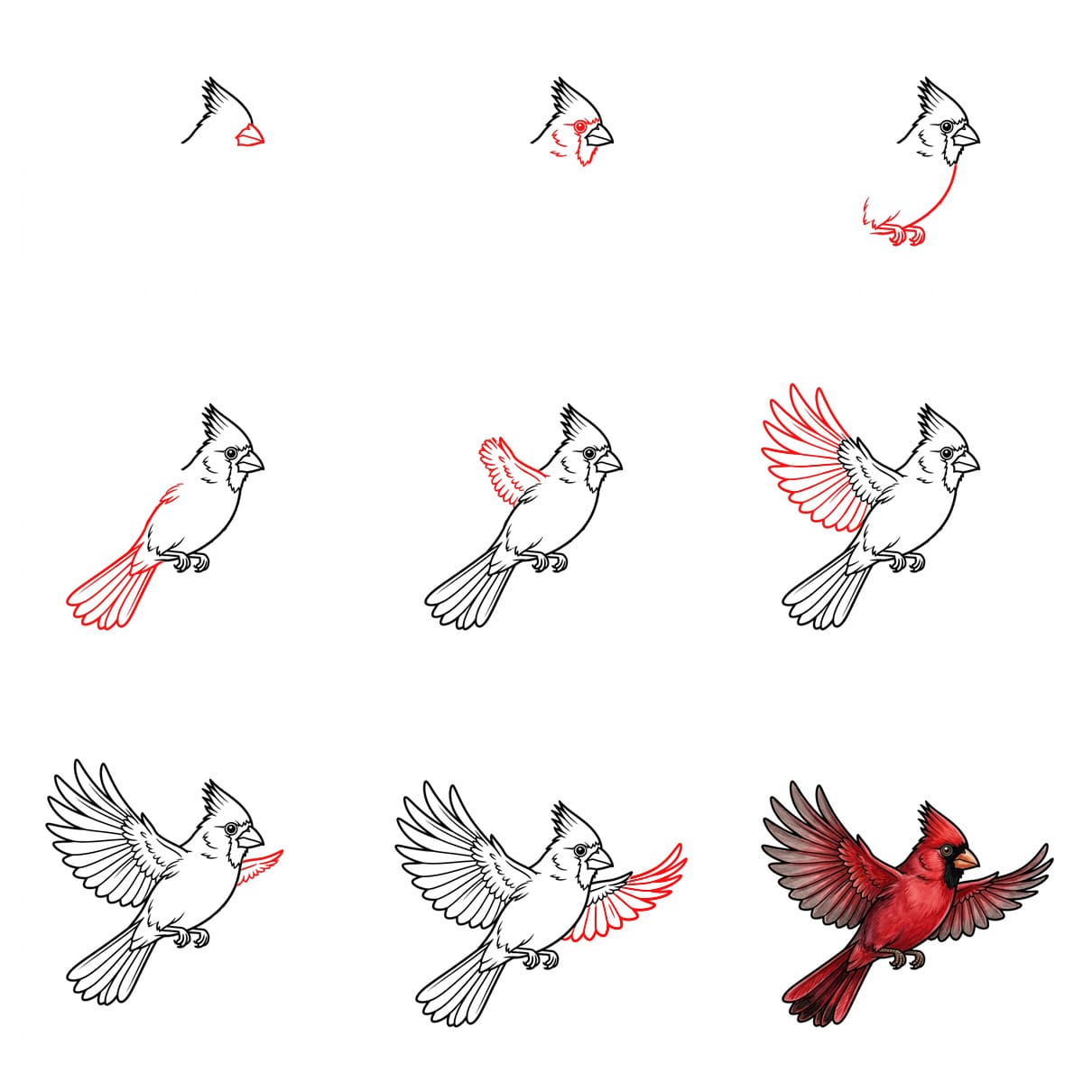 Dibujos de Cardenal adulto