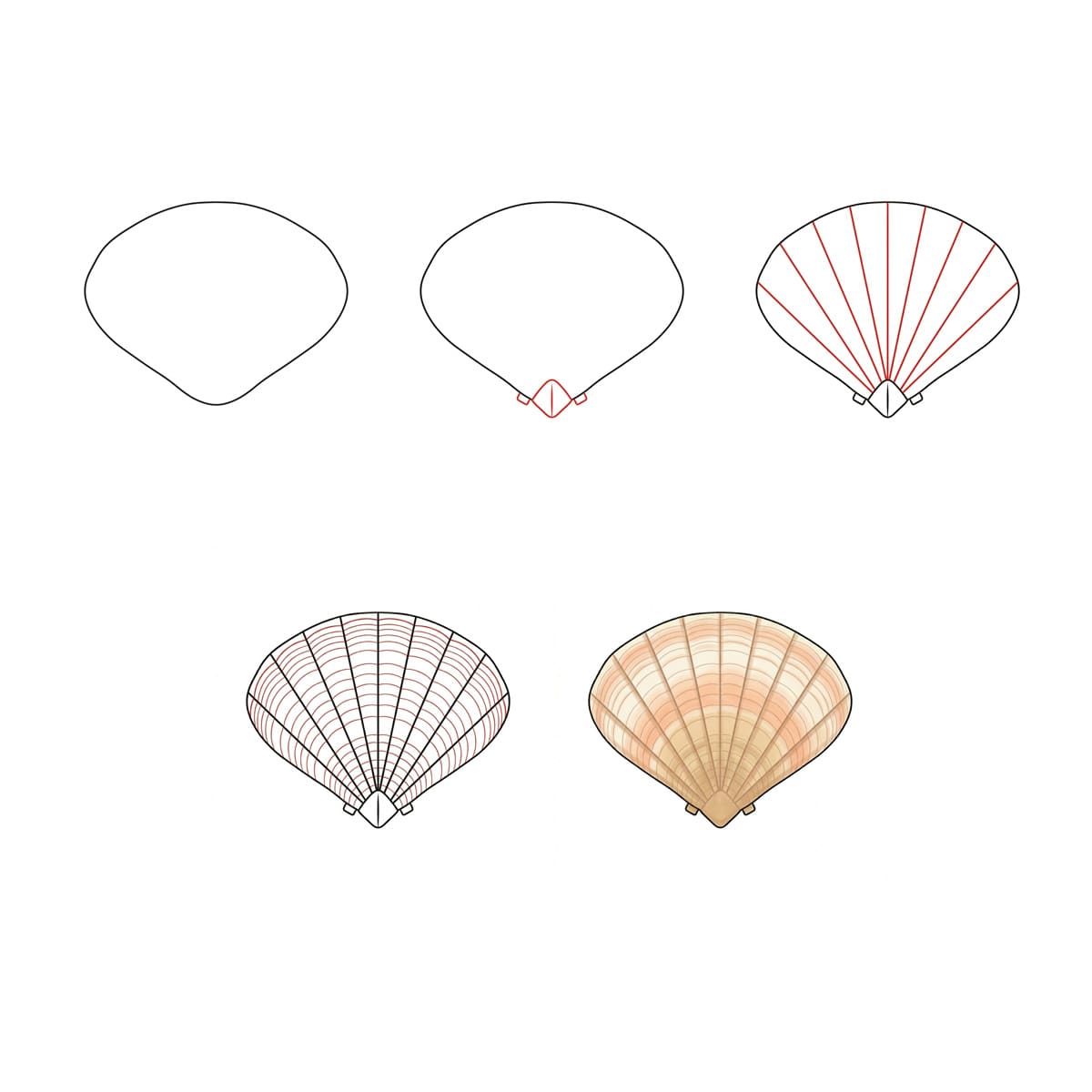 Dibujos de Concha blanca