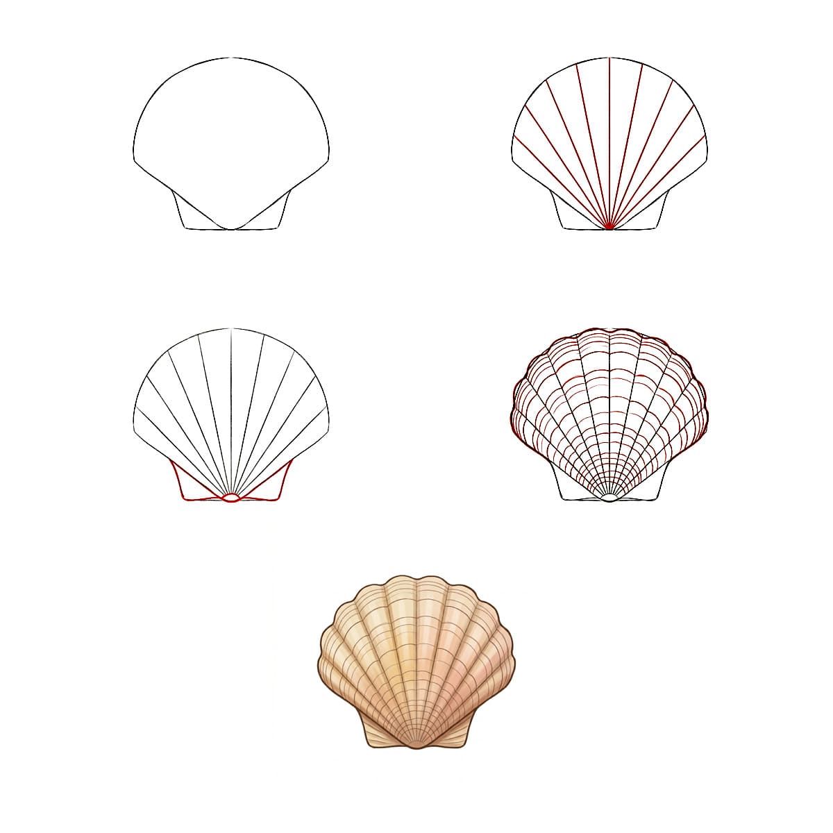Dibujos de Concha cerrada