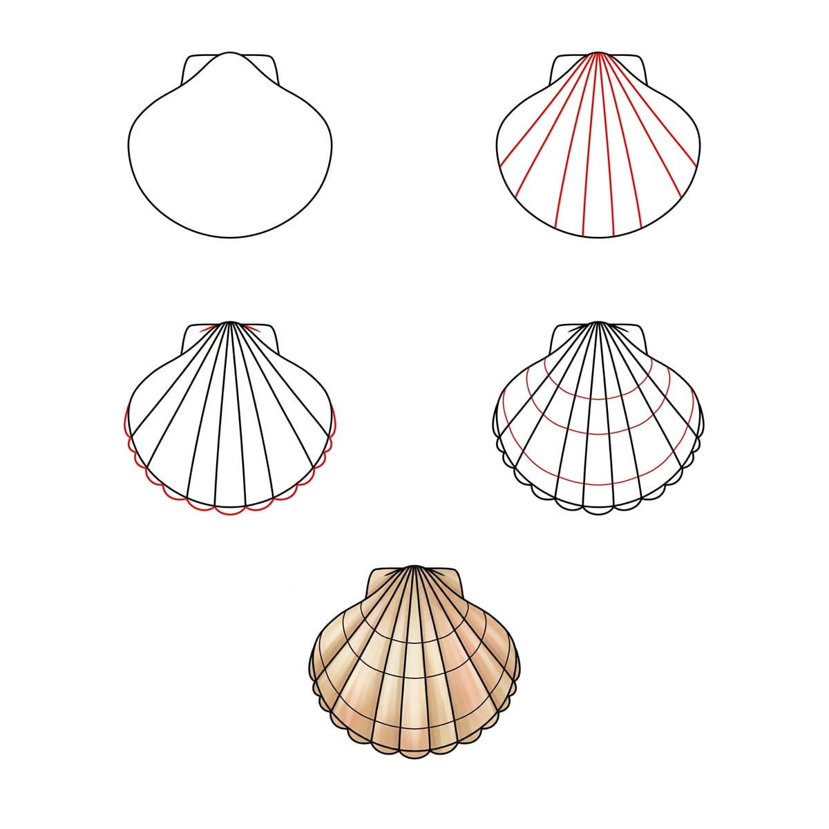 Dibujos de Concha de abanico