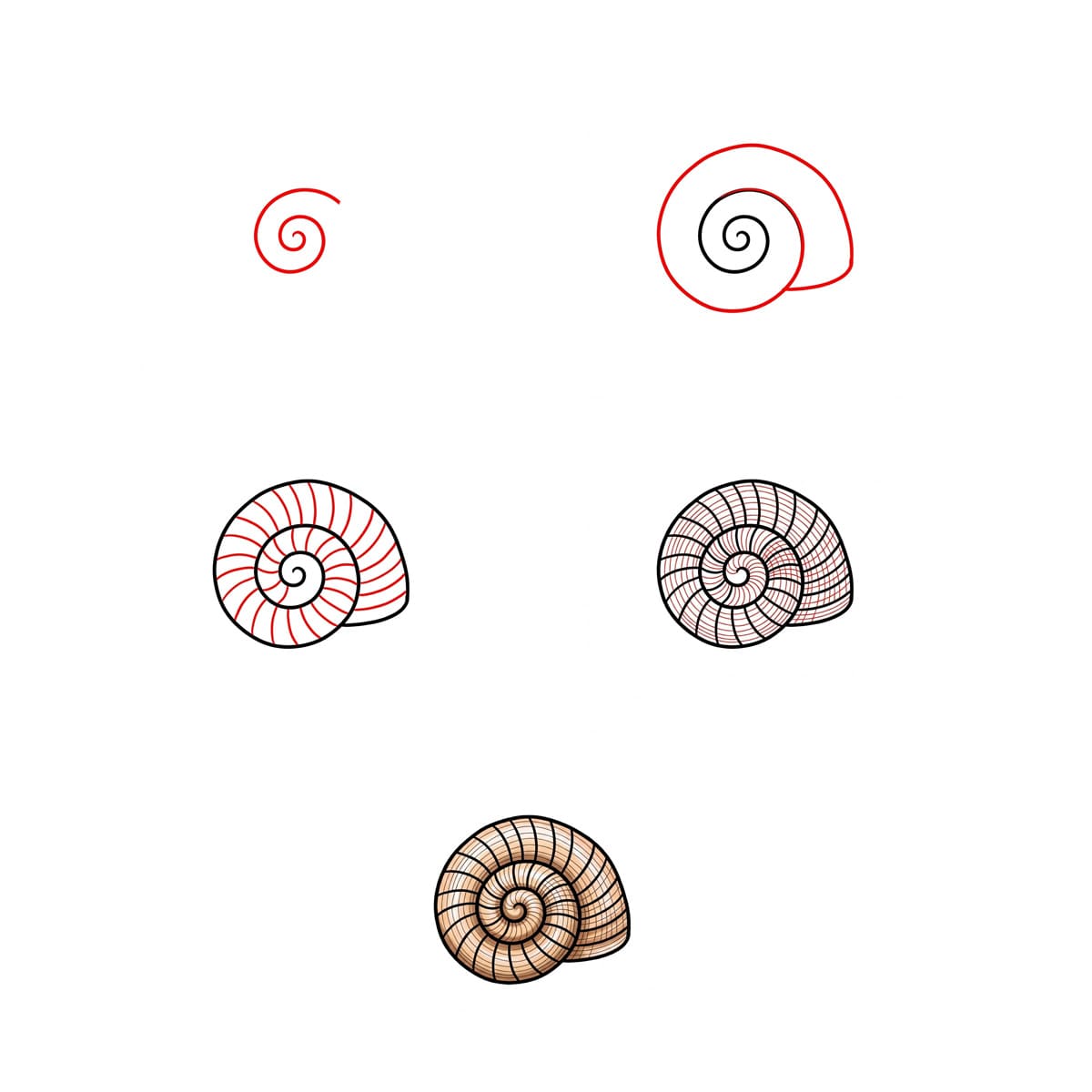 Dibujos de Concha elegante