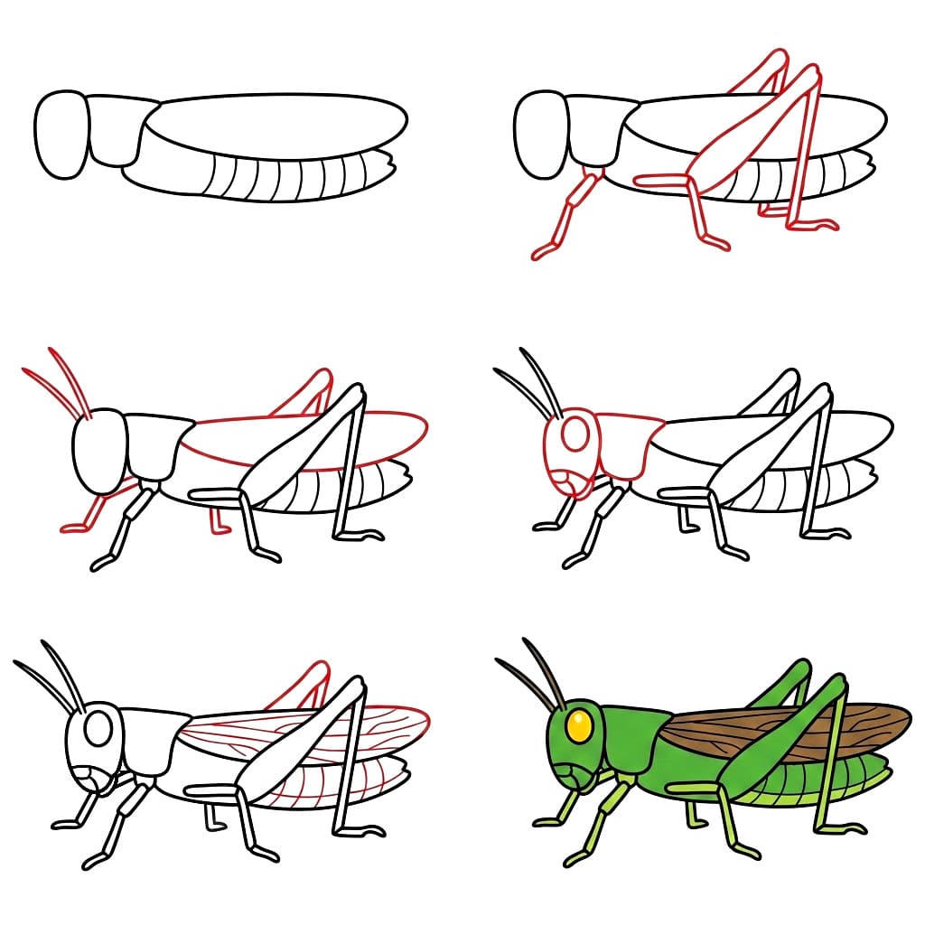 Dibujos de Saltamontes de frente