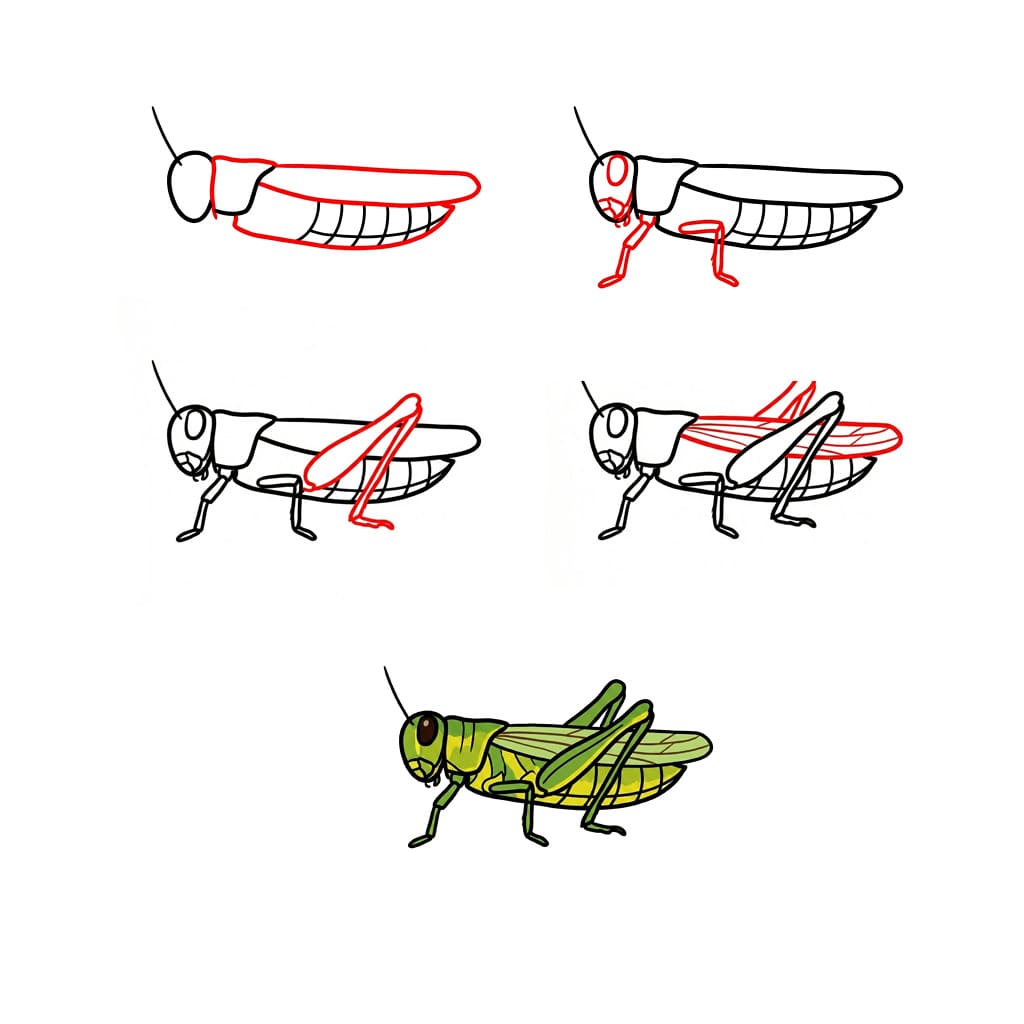 Dibujos de Saltamontes explorador