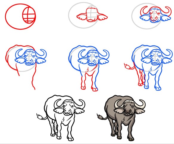Dibujos de Búfalo de frente