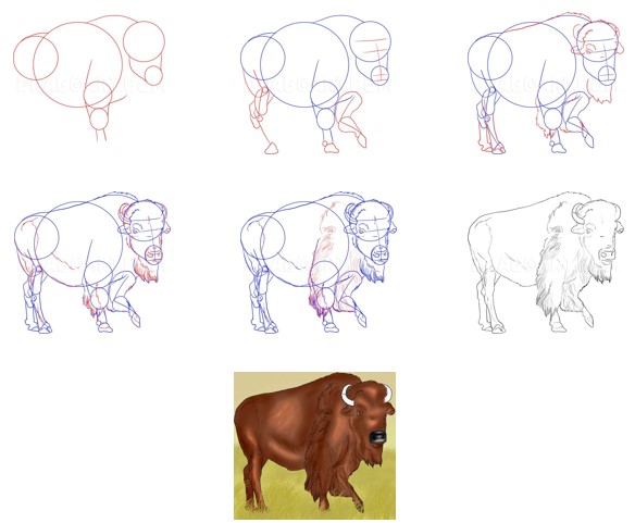 Dibujos de Búfalo de perfil