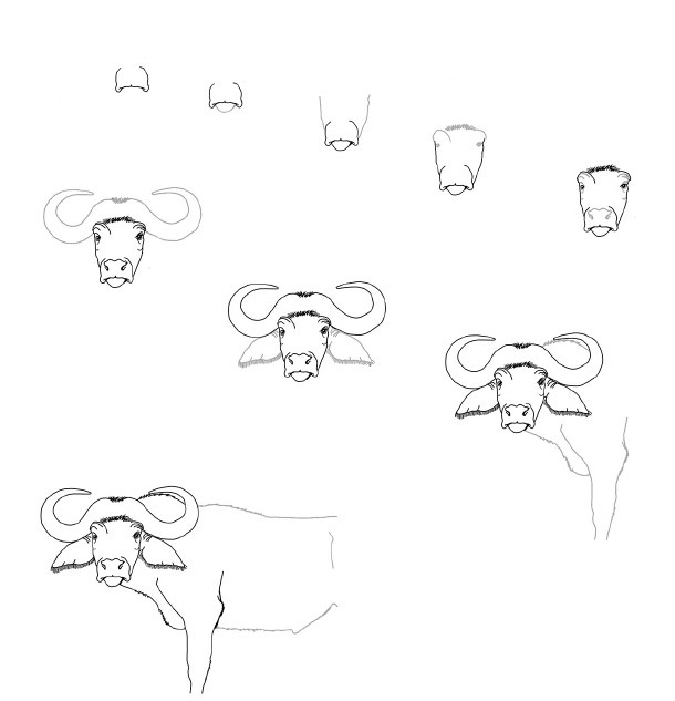 Dibujos de Búfalo salvaje