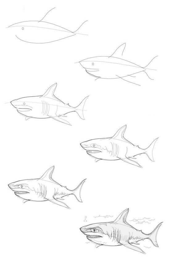 Dibujos de Tiburón detallado