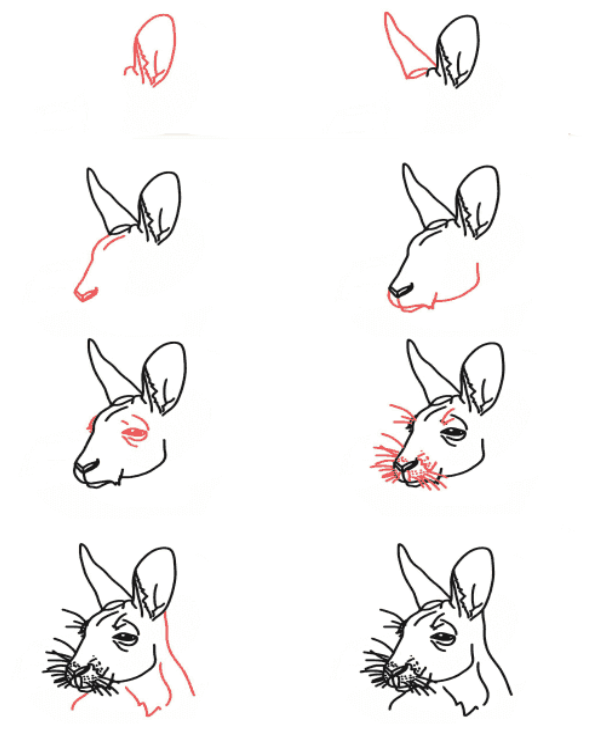 Dibujos de Canguro Salvaje