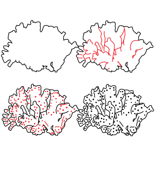 Dibujos de Coral del océano