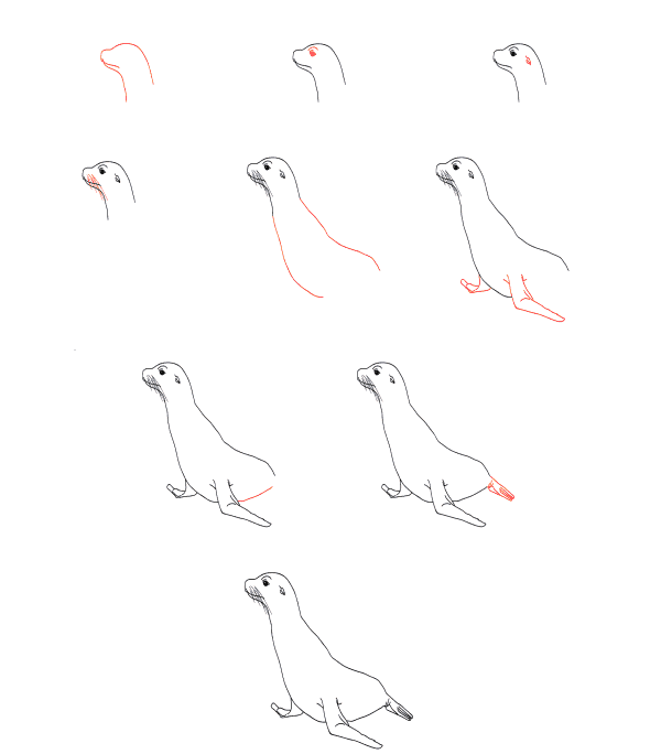 Dibujos de Foca del Océano