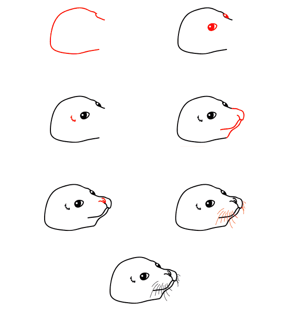 Dibujos de Foca Marina