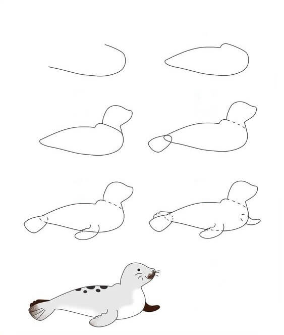 Dibujos de Foca Pequeña
