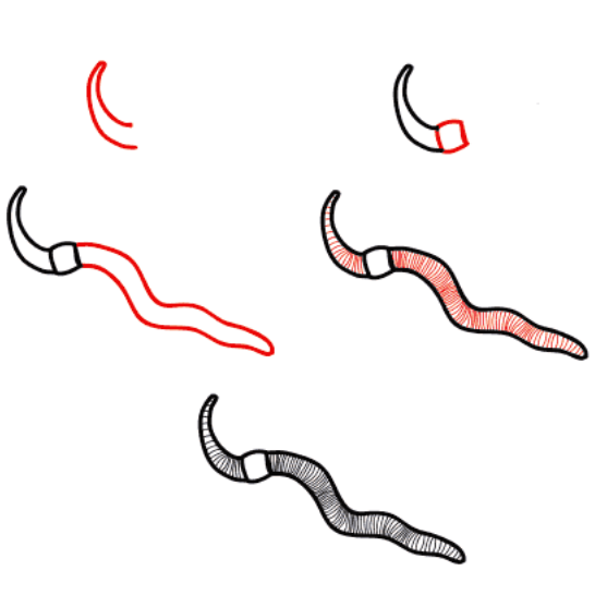 Dibujos de Gusano Silvestre