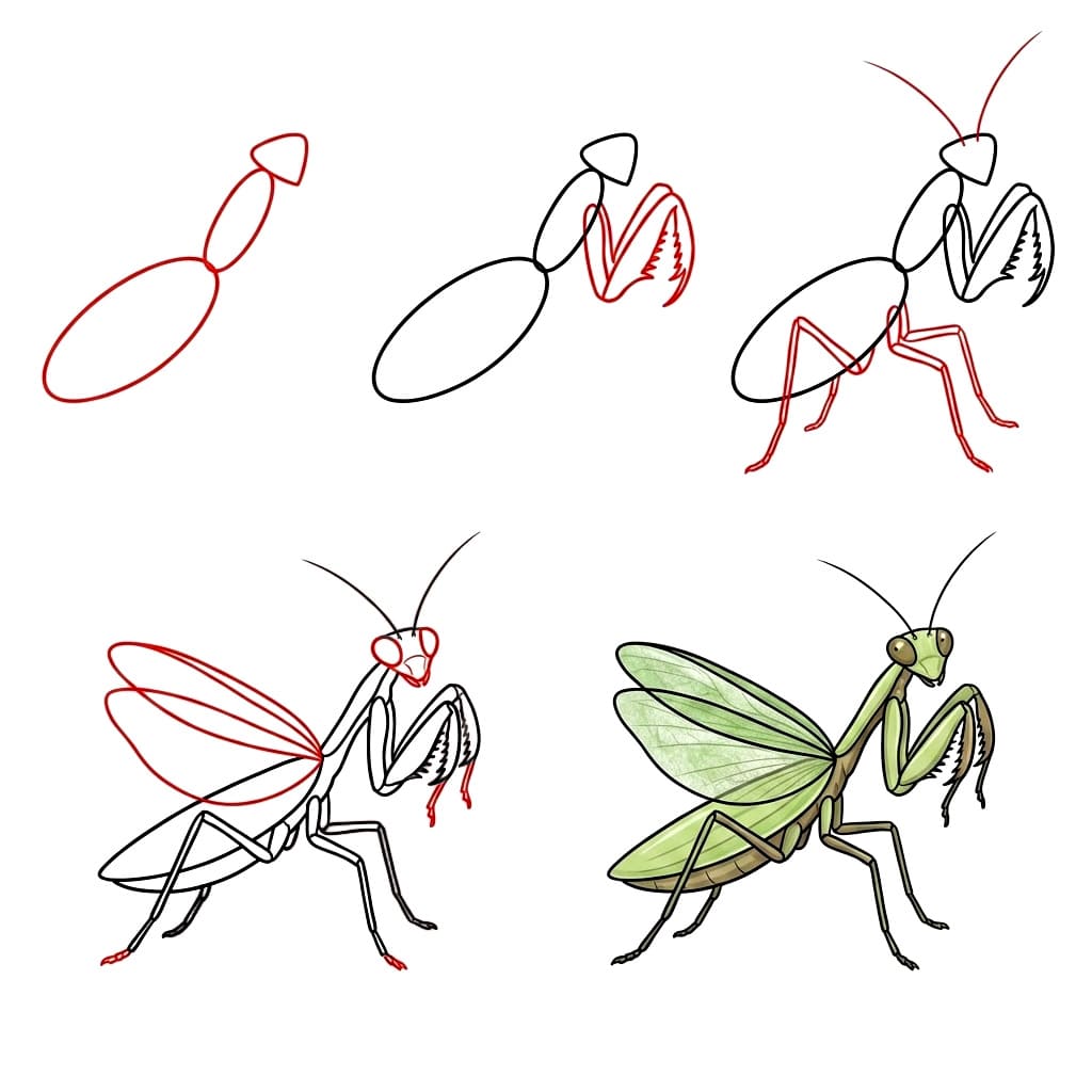 Dibujos de Mantis Religiosa Curiosa