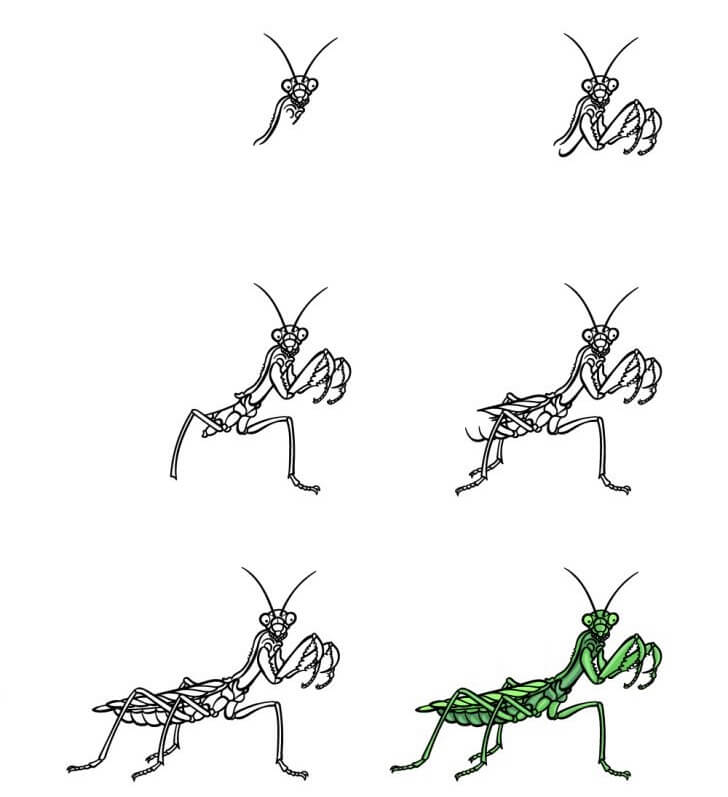 Dibujos de Mantis Religiosa en la Rama