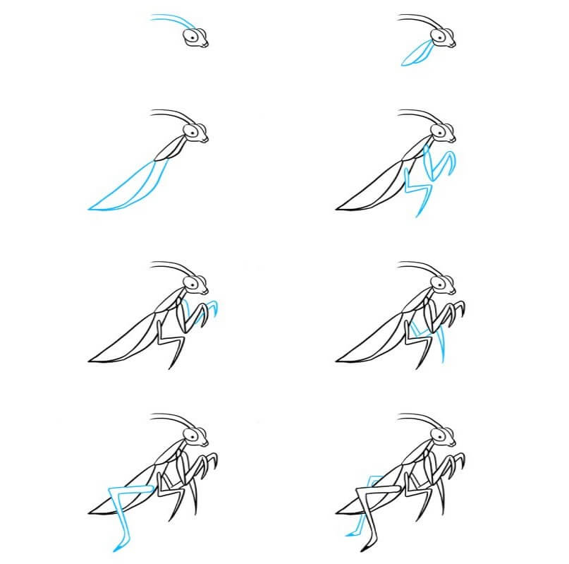 Dibujos de Mantis Religiosa Observadora