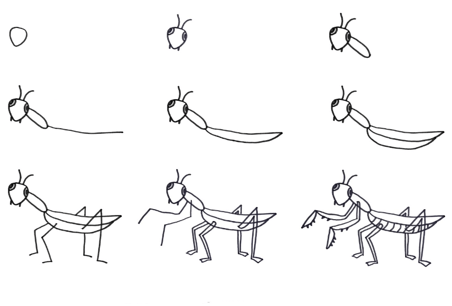 Dibujos de Mantis Religiosa Tranquila