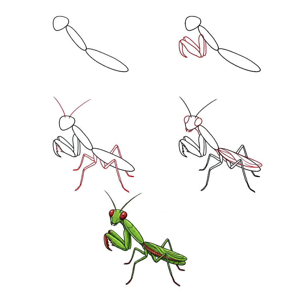 Dibujos de Mantis Religiosa Tropical
