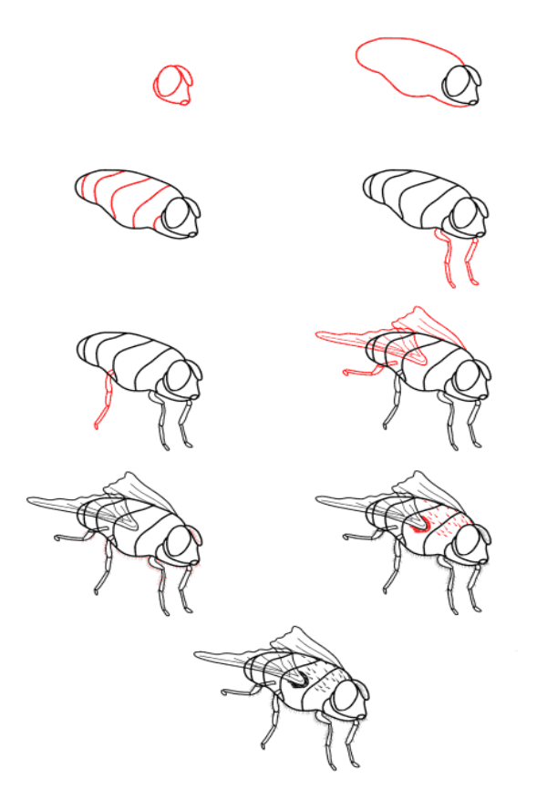 Dibujos de Mosca Bajo el Sol