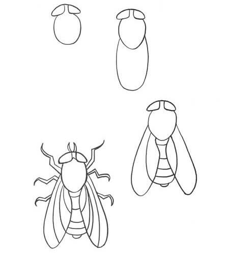 Dibujos de Mosca de Alas Transparentes