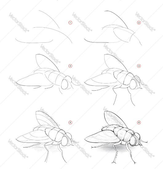 Dibujos de Mosca Realista