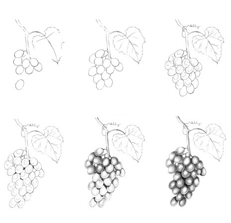 Dibujos de Racimo de uvas negras