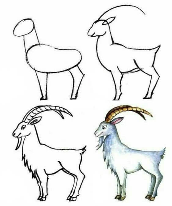 Dibujos de Cabra adulta