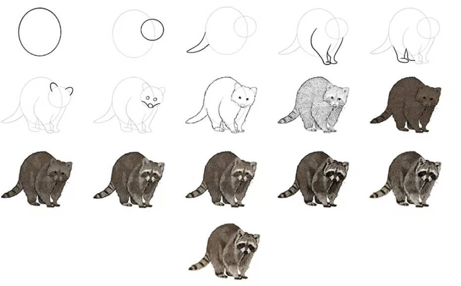Dibujos de Mapache esponjoso