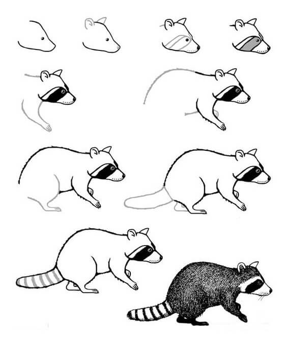 Dibujos de Mapache fácil